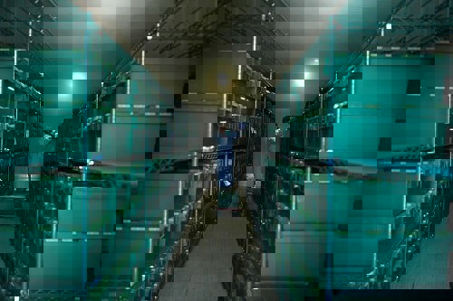 Covid test samples in frozen storage. Positive samples will be picked out to be sequenced.Photograph: Wellcome Sanger Institute