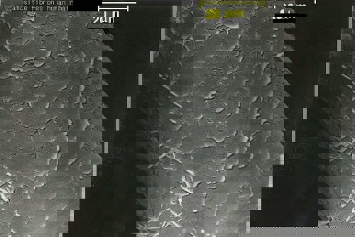 Amosite asbestos fibres on a human hair. There is no safe level of exposure.